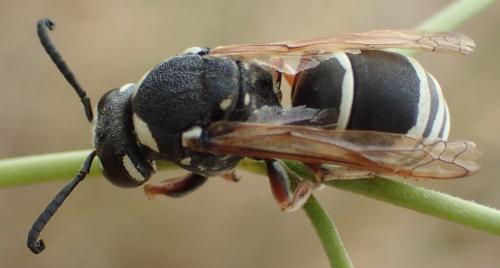 Réf. 308 272 : Eumeninae inconnu